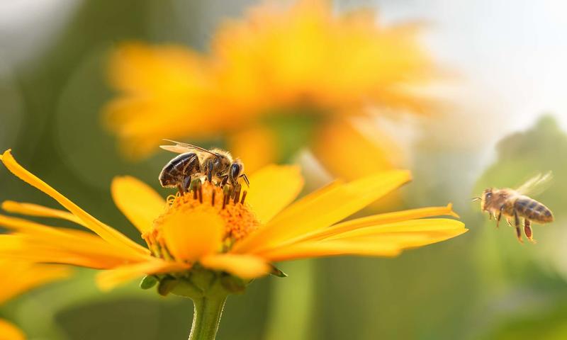 2'000m2 habitat for bees