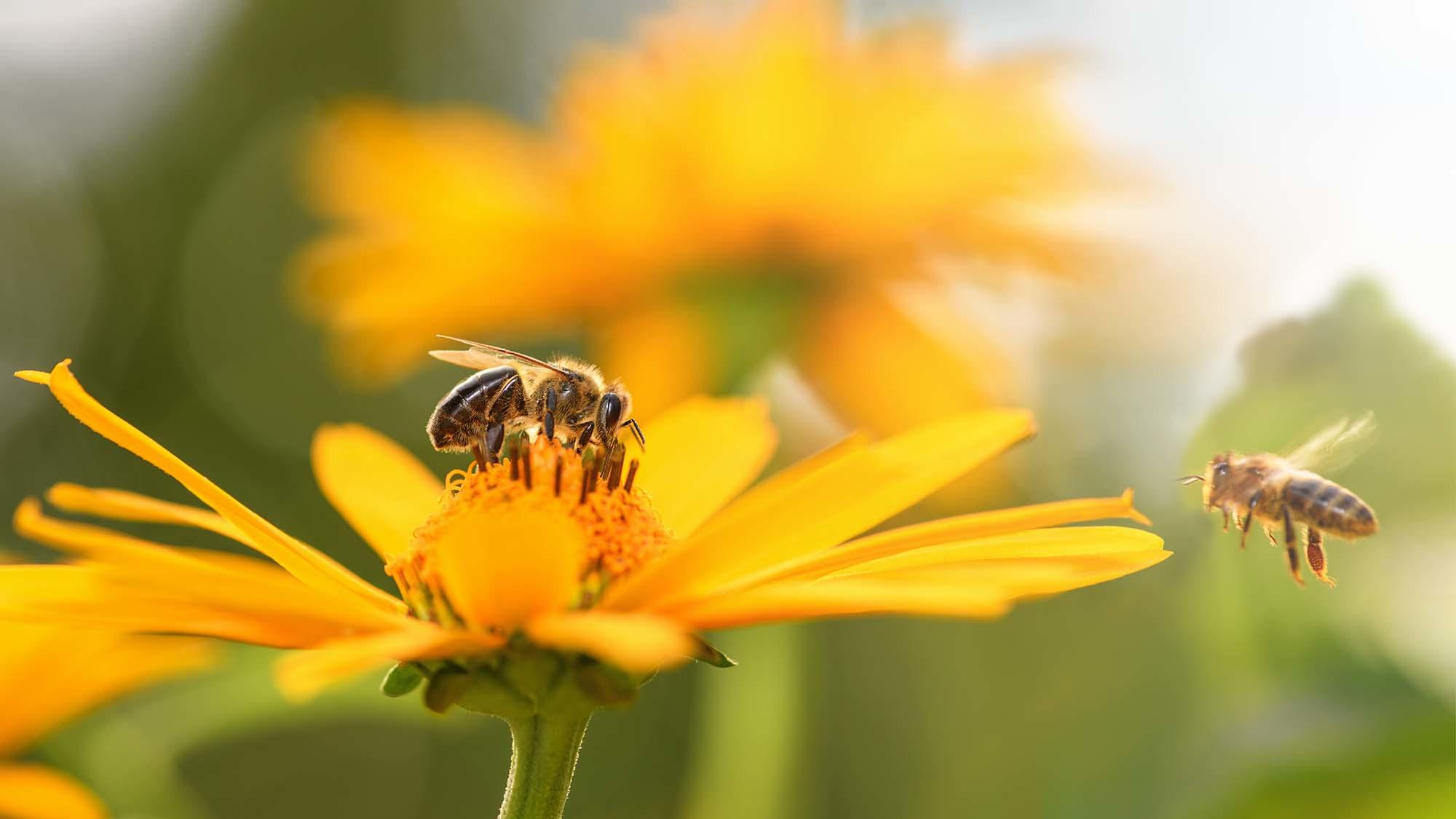 2'000 m2 de pâturage fleuri Hügli